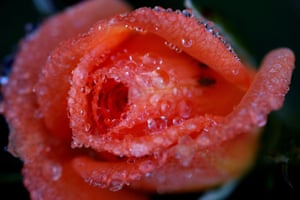 The petals of a rose are covered in frozen water droplets in a garden in Manchester, England