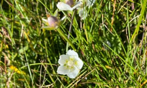 The star-shaped white flowers of grass of Parnassus.