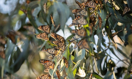 Western monarch butterflies gather in the branches of a eucalyptus tree in Pismo Beach.