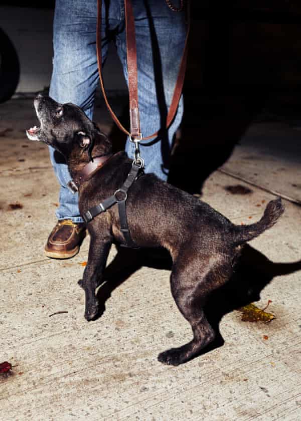 Jason River’s dog, Chunk, before hunting for rats in the Lower East Side.