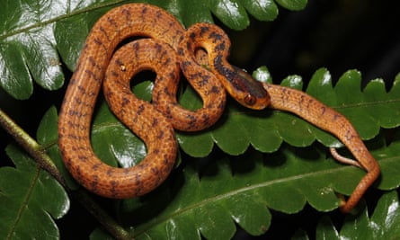A twin slug snake rests on a leaf.