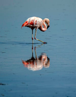 A Chilean flamingo is seen in Chaxa Lake on the salt flats of Atacama, Chile