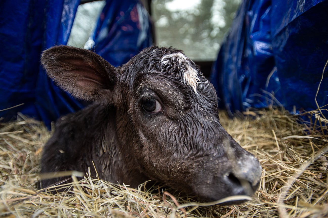A rescued calf looks out from hay