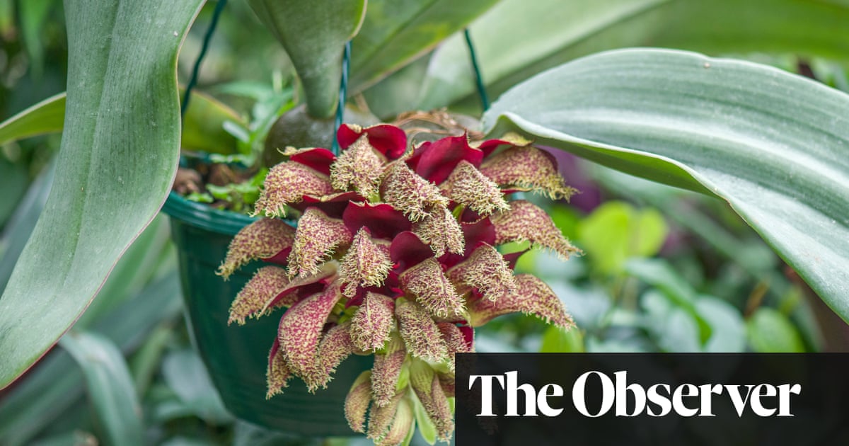 Dead Rats Putrid Flesh And Sweaty Socks Rare Orchid Gives Botanists A First Whiff Environment The Guardian