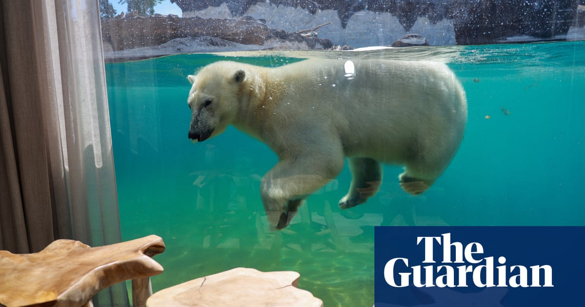 We're going to the zoo: sleeping with polar bears on a trip to southern  Belgium | Belgium holidays | The Guardian