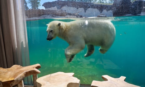 A polar bear through a glass wall