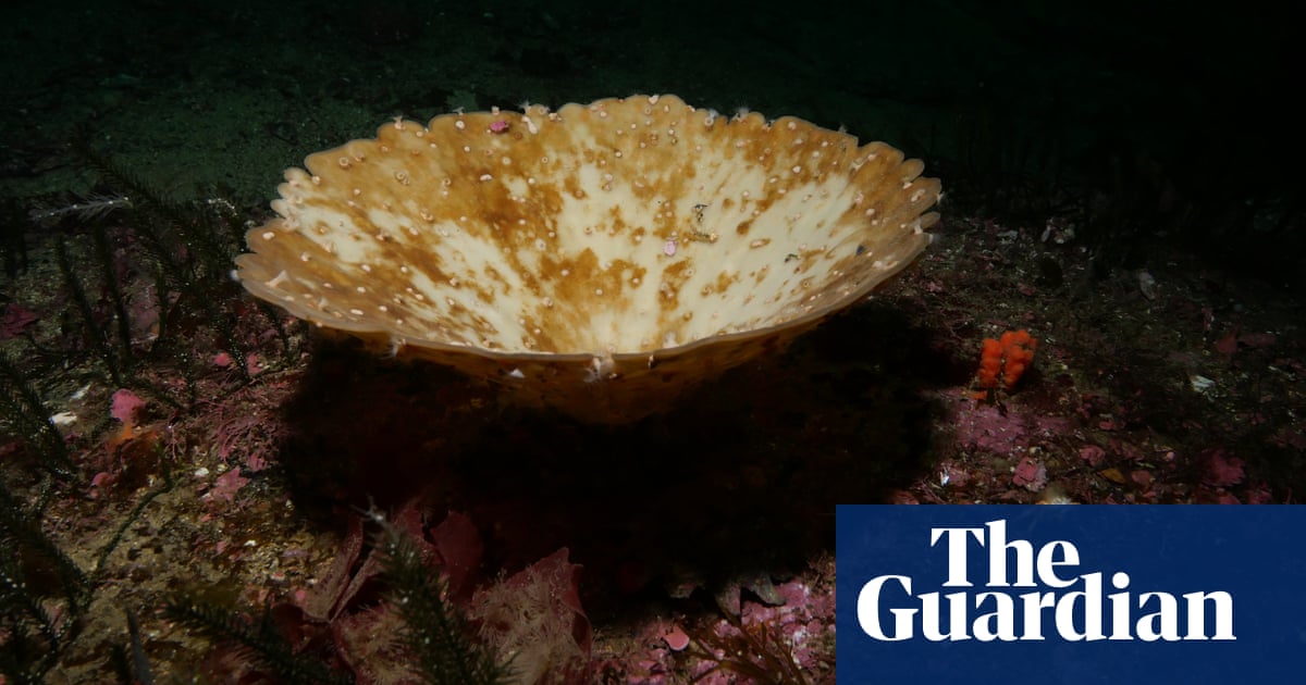 New Zealand records largest ever bleaching of sea sponges
