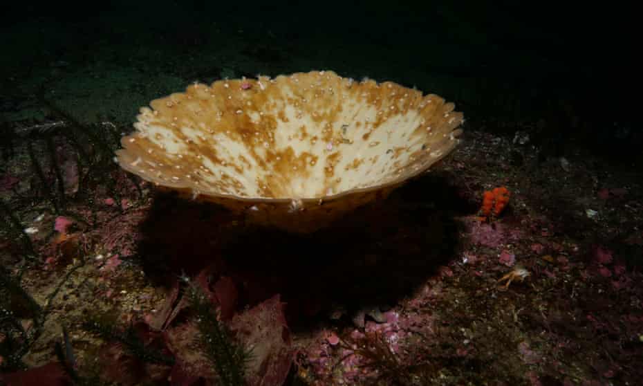 A bleached sea sponge off the coast of Fiordland, on the south island of New Zealand. 