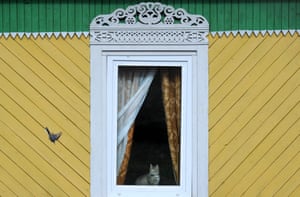 Zembin, Belarus: A cat keeps an eye on a bird from a window