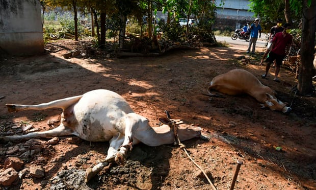 Dead cows following a gas leak incident from an LG Polymers plant in Visakhapatnam.