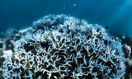bleached coral
