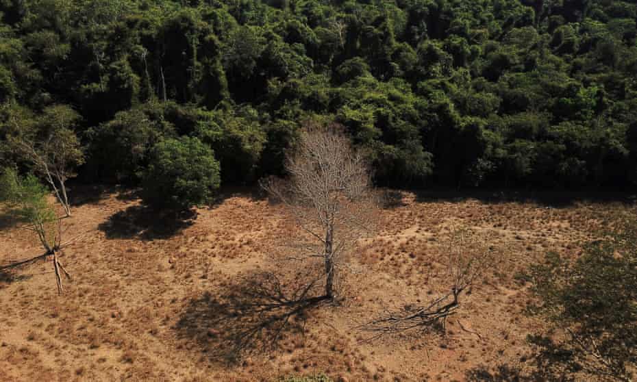 An aerial view shows a dead tree near a forest on the border between Amazonia and Cerrado.