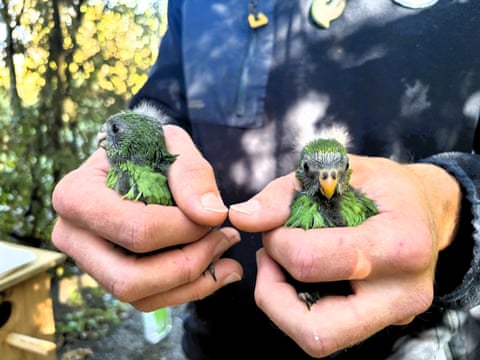 Duas mãos segurando um par de filhotes de periquito.