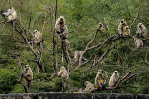 Langur monkeys perch on the branches of a tree
