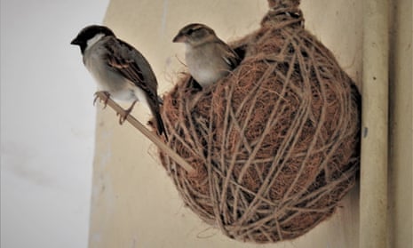 Still Life with Three Birds' Nests - Wikidata