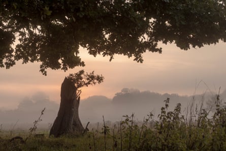 Early morning mist on the Somerleyton estate