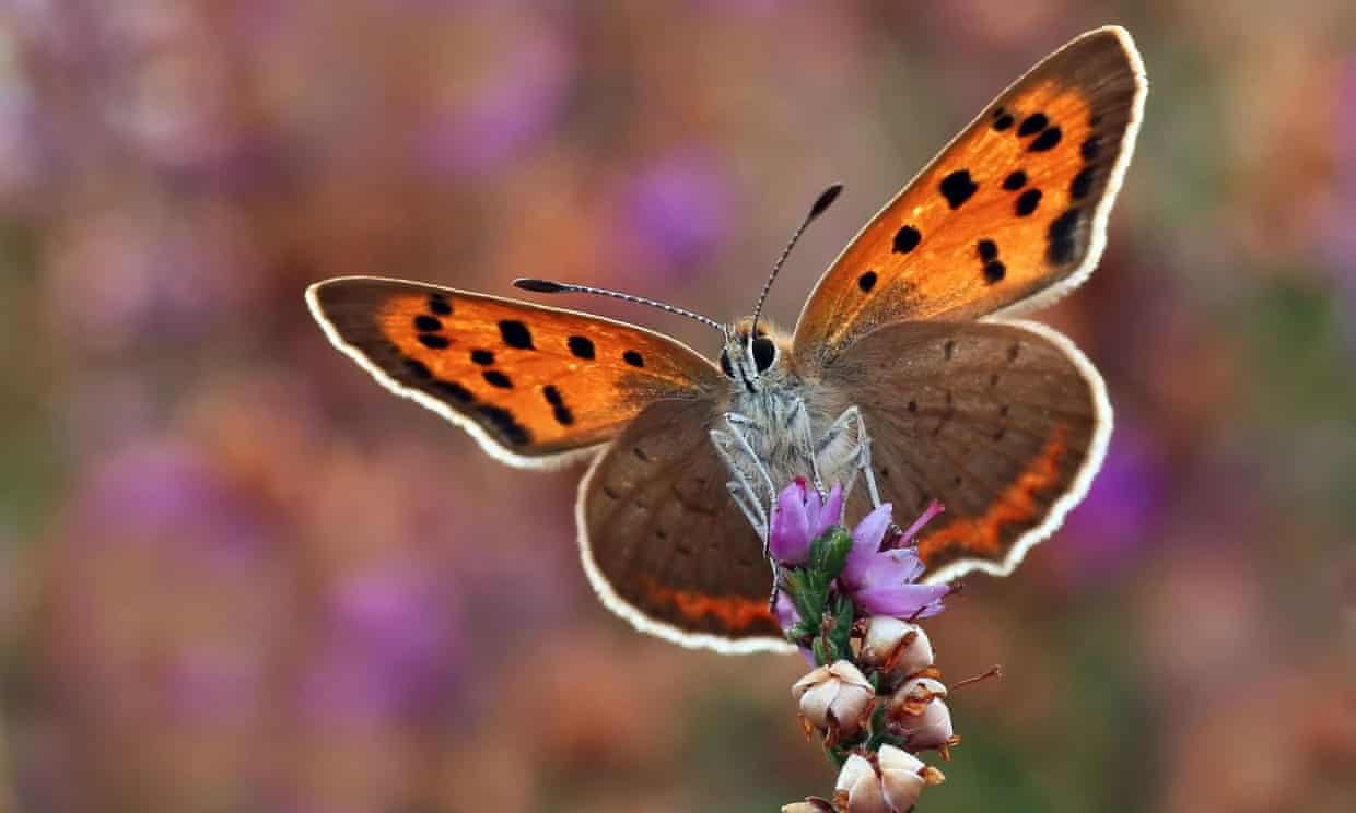 Europe’s grassland butterfly population down more than a third in 10 years Europe’s grassland butterfly population down more than a third in 10 years