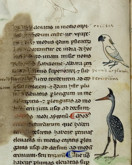 There are four drawings of an Australasian cockatoo in the 13th century Sicilian manuscript