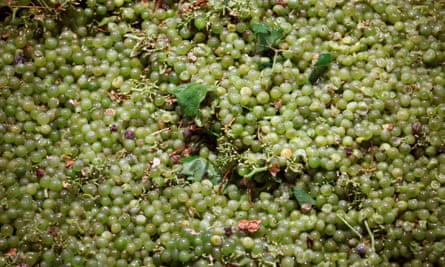 Grape harvest season for wine production in southern Spain.