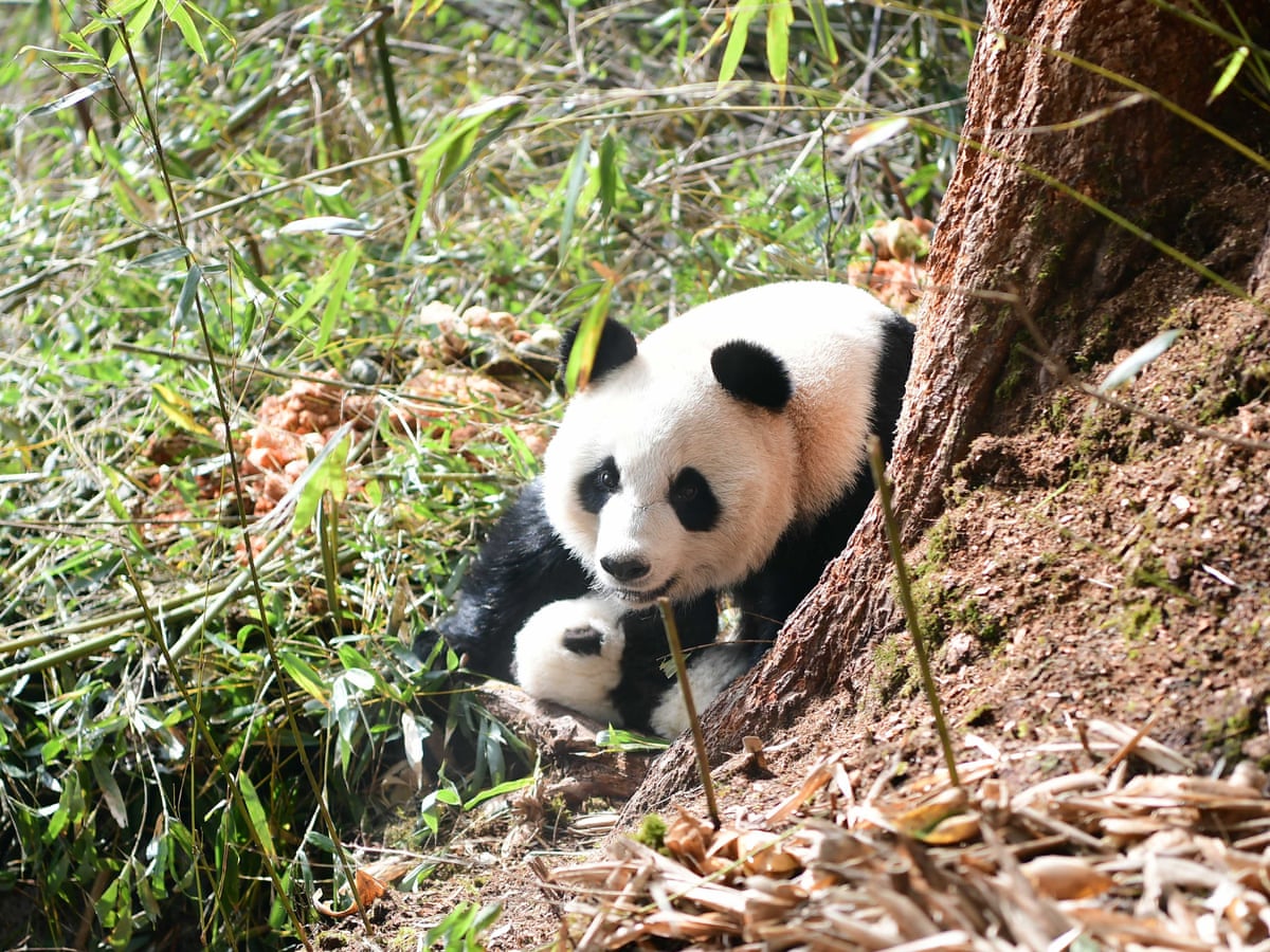 Too much of a good home is bad for panda mating, say scientists | Animal  behaviour | The Guardian