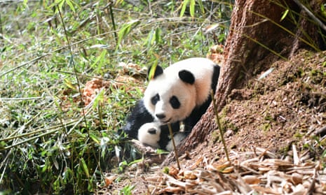 A panda mother and cub in Wolong nature reserve in China