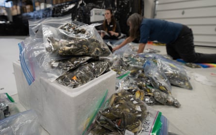 Dead birds collected in freezer bags