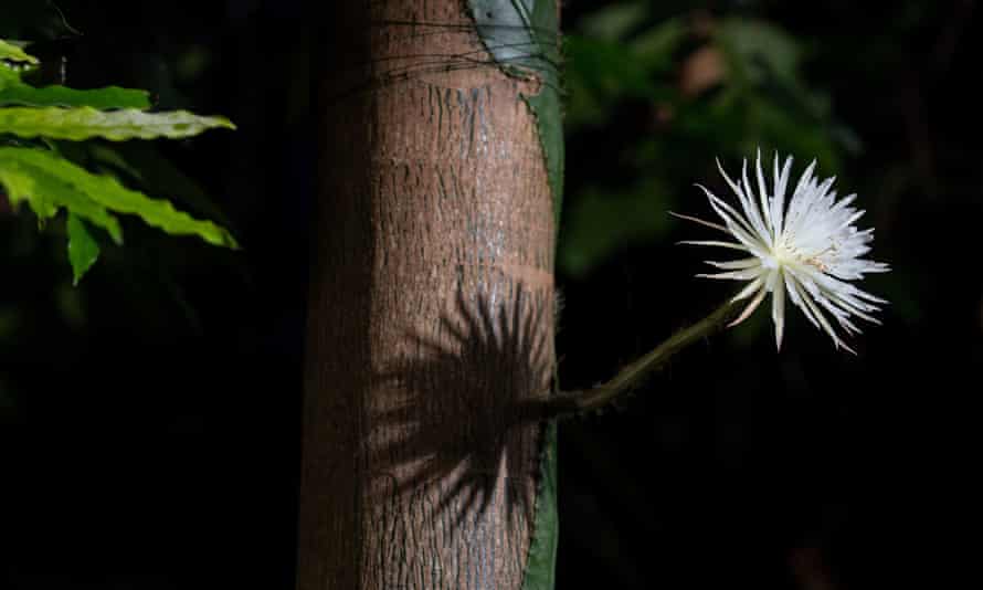 Moonflower at Cambridge University’s botanic garden.