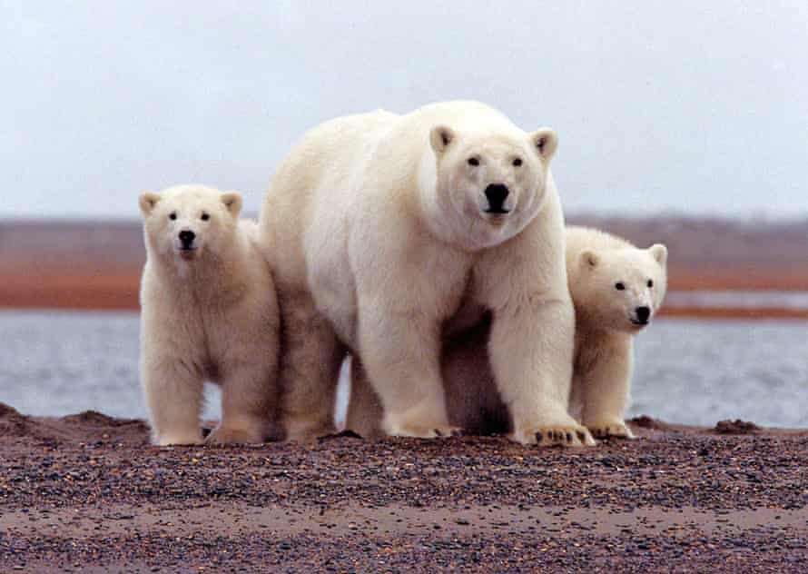 A polar bear keeping close to her young along the Beaufort Sea coast in the Arctic National Wildlife Refuge in Alaska.