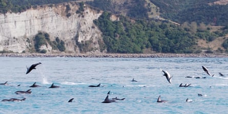 Dusky dolphins leap from the water just off Kaikoura, South Island, New Zealand.
