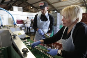 Former waiter Jordan Collinge and former sports social club manager Kirsty Hamson process the cut asparagus at Sand Hutton farm.