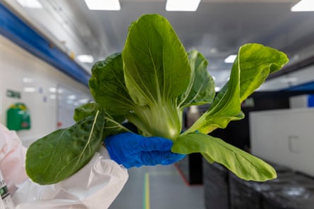 拿着大白菜