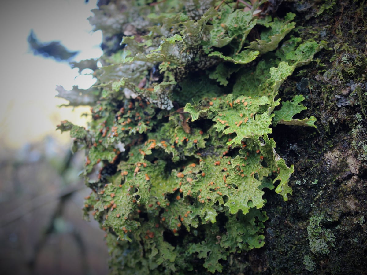 National Trust steps in to rescue rare English lichen | The National Trust | The Guardian