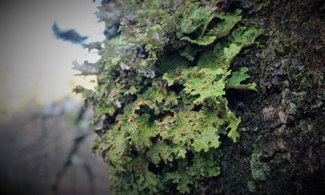 The presence or absence of certain lichen species can be used to indicate the health of the ecosystem in which they are found. 
