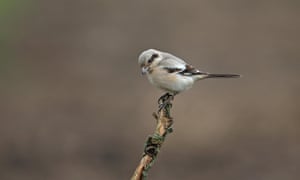 grey shrike on a twig