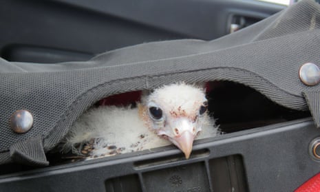 An albino peregrine falcon chick is transported to San Gregorio, Patagonia, Chile. Four albino peregrine falcon eggs were seized São Paulo airport in Brazil in October 2015.