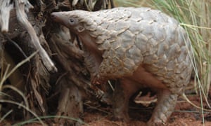 A pangolin, the scaly mammal thought to be a possible intermediate host for the coronavirus.