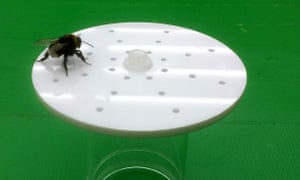 A bumblebee walks across the surface of an artificial flower, working out the pattern of scent that has been made by placing peppermint oil in some of the holes.