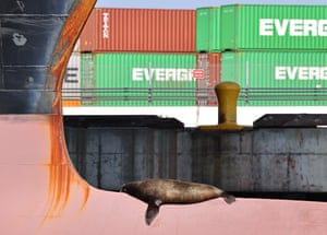 A sea lion sleeps on the bow of a container ship at the Port of Los Angeles, US