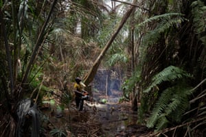 Komiyo Ikuejamoye, a logger, fells a tree with a chainsaw in Ipare, Ondo state