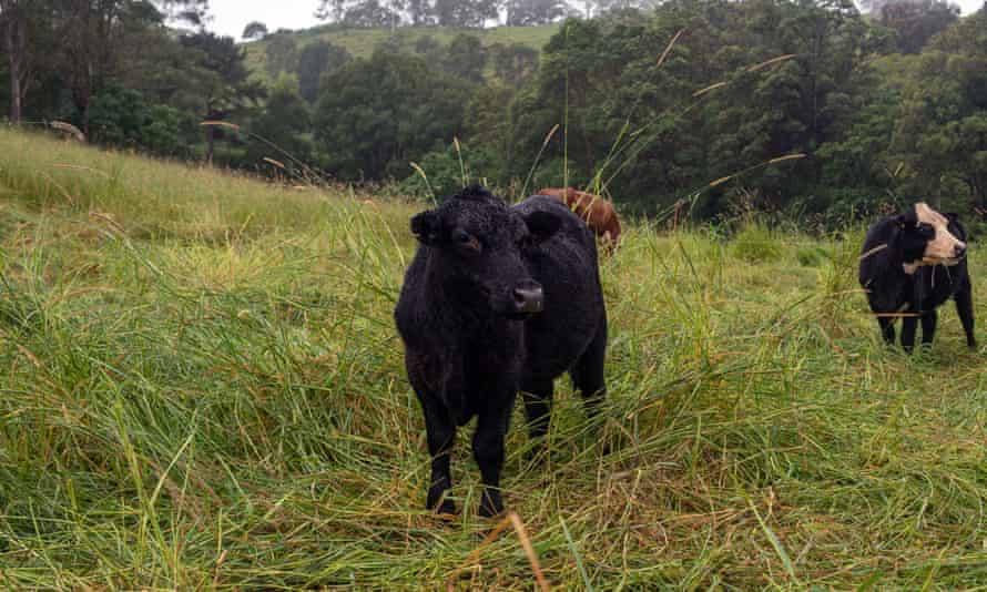 Cows on Nick Holliday’s property, Belvedere Farm.