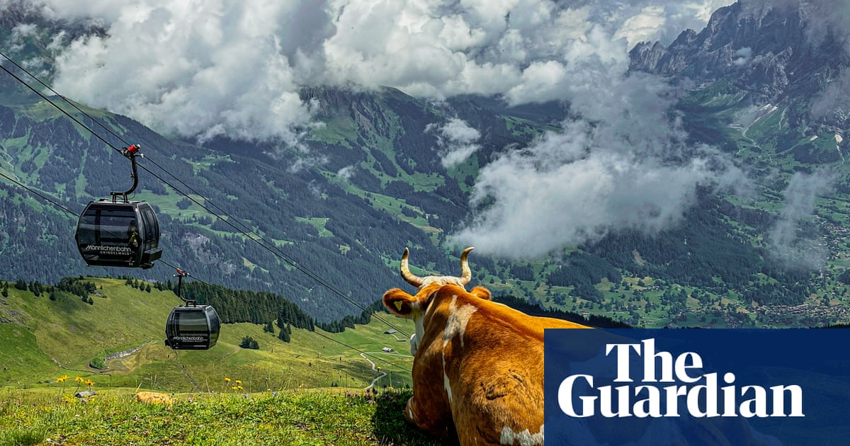 As we explored, we noticed this huge cow': Jennifer Newitt's best phone picture