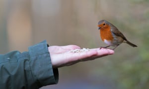 Robins nest box workshop, Carmarthenshire