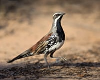 A copperback quail-thrush