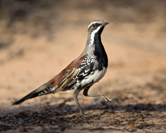 Birdwatch: missing breakfast to meet a copperback quail-thrush in Australia
