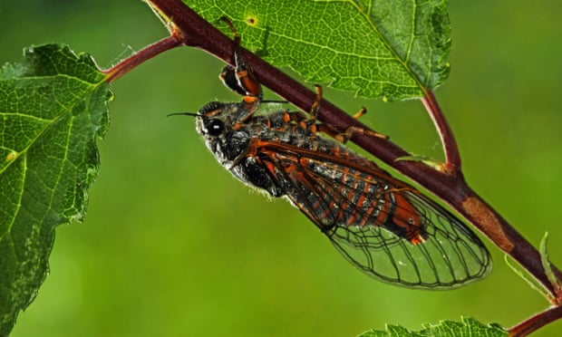 New Forest cicada (Cicadetta montana) in Germany.