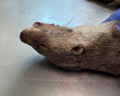 Country diary: The grisly beauty of an otter postmortem | Gwyneth Lewis