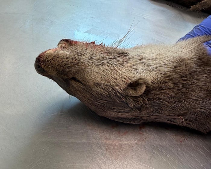 Country diary: The grisly beauty of an otter postmortem | Gwyneth Lewis