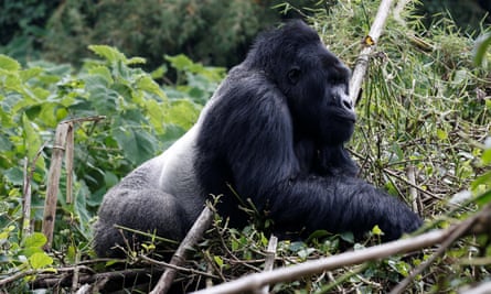An endangered silverback high mountain gorilla from Sabyinyo family walks inside a forest in the Volcanoes National Park near Kinigi, northwestern Rwanda.