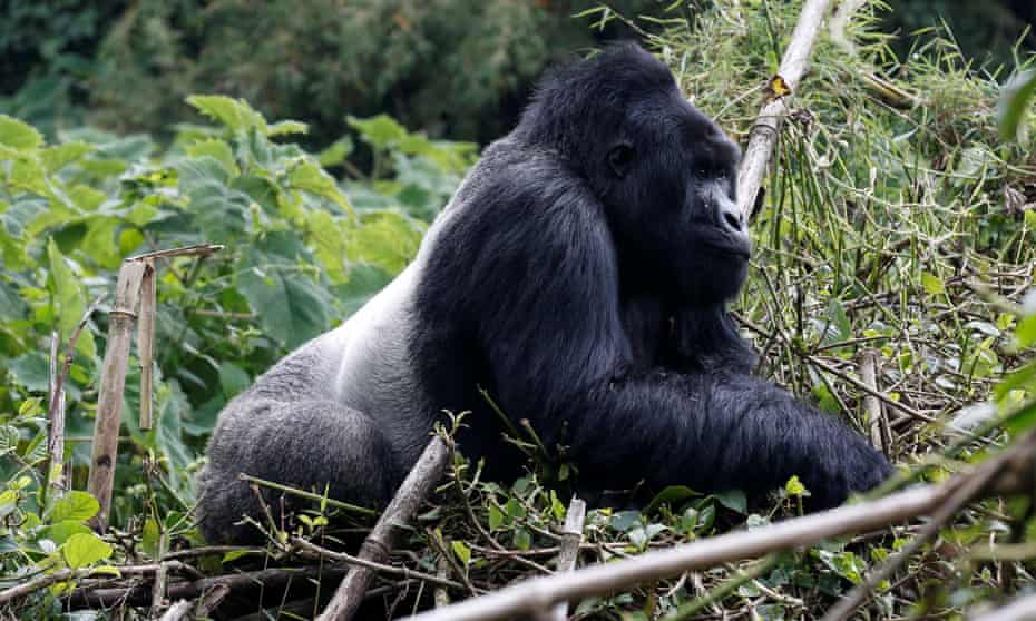 A silverback high mountain gorilla,