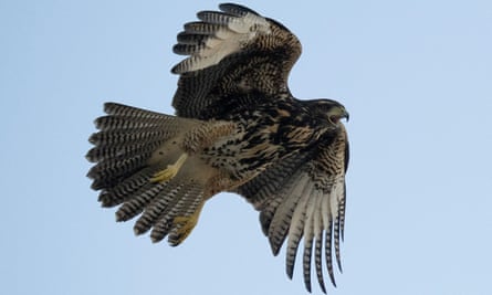 A hawk